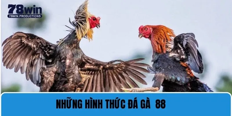 Trực Tiếp Đá Gà 88 - Trải Nghiệm Chất Lượng Cá Cược Đỉnh Cao 6 Giới thiệu từng hình thức trực tiếp đá gà 88